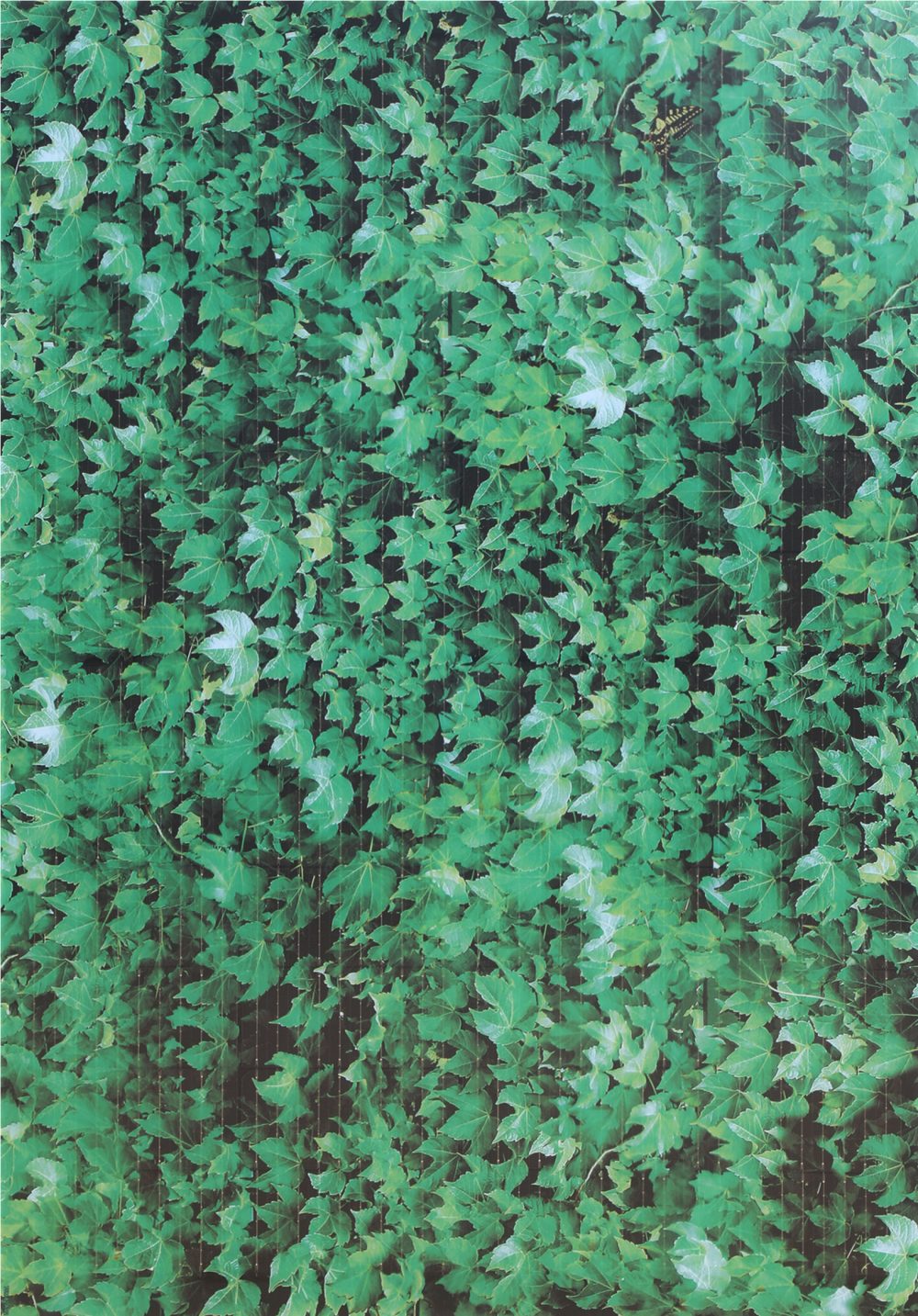 INVITAIC TIME 55w~200w BIPV module Green Leaf pattern